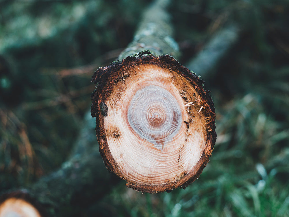 Closeup einer gefällten Fichte mit sichtbaren Jahresringen des Baumes