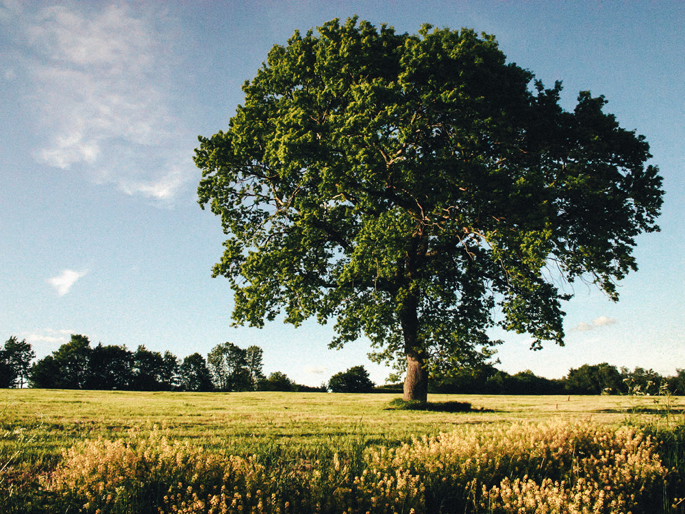 Große Kernbuche auf grüner Wiese vor blauem Himmel