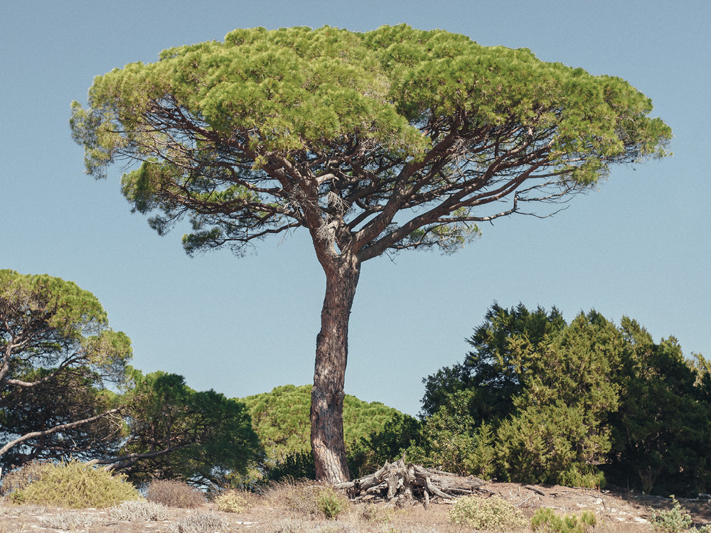 Pinie Baum vor blauem Himmel