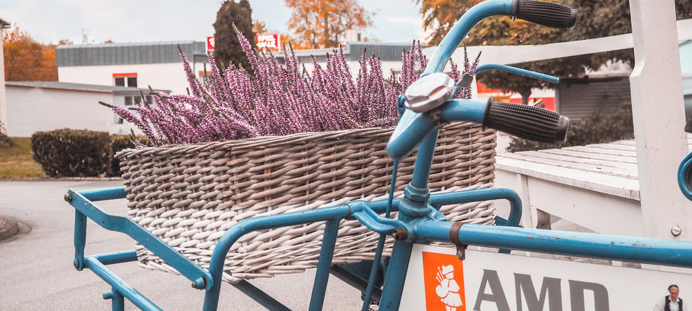 Detailaufnahme von altem Fahrrad mit AMD Logo und Lavendel im Korb am Lenker