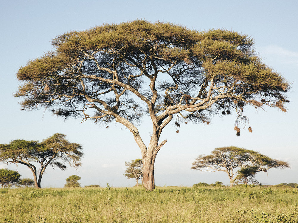 Akazienbäume auf sonst freier Fläche in gedeckten Farben