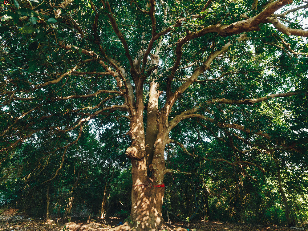 Mangobaum Plantage