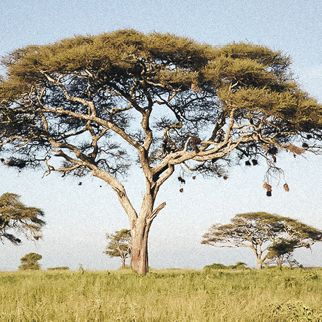Akazien Bäume auf weiter Fläche stehend