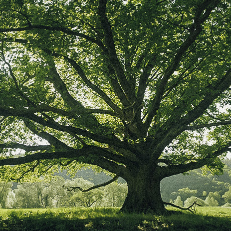 Großer Eichenbaum auf grüner Wiese