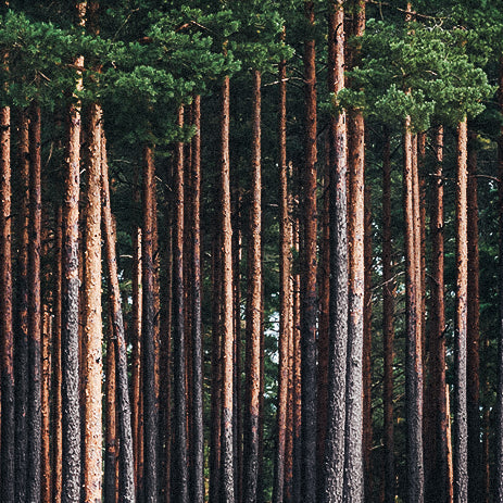 Kiefernwald mit den vielen langen Baumstämmen im Fokus