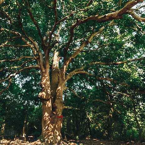 Mangobäume in der Natur